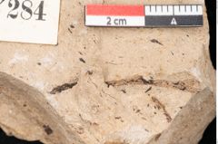 Foto (Detailansicht) von Araucaria sternbergii Goeppert (NHMW-GEO-2024-0188-8284)